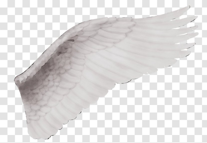 Feather - White - Wing Transparent PNG
