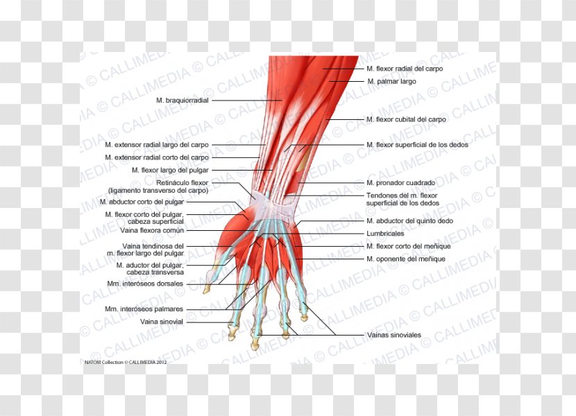 Finger Muscle Forearm Muscular System Hand - Silhouette Transparent PNG