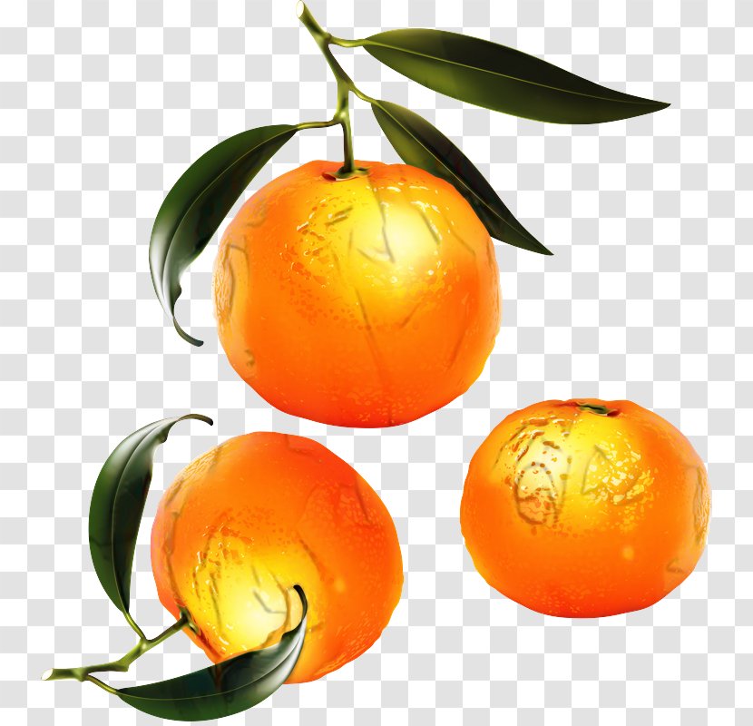 Orange Tree - Food - Grapefruit Flower Transparent PNG