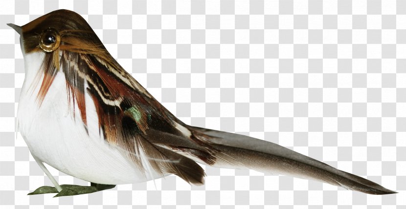 Cute Birds Software Clip Art - Fauna - Bird Transparent PNG