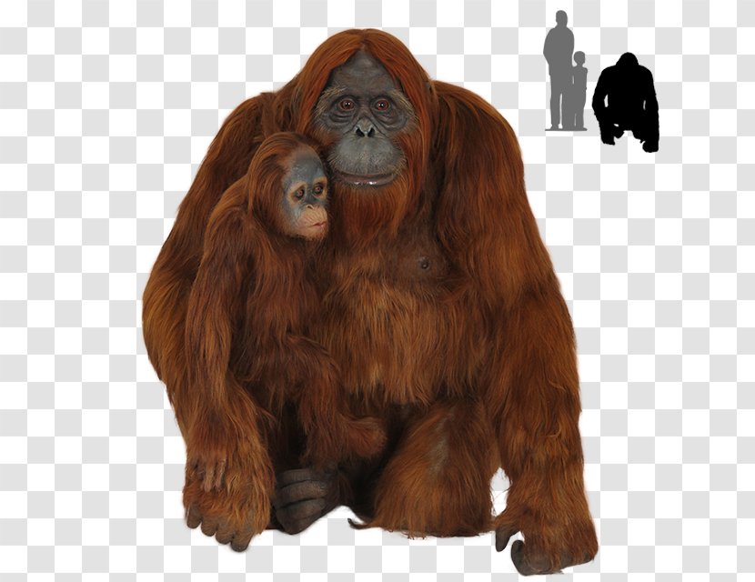Gorilla Chimpanzee Bornean Orangutan Primate - Great Apes Transparent PNG