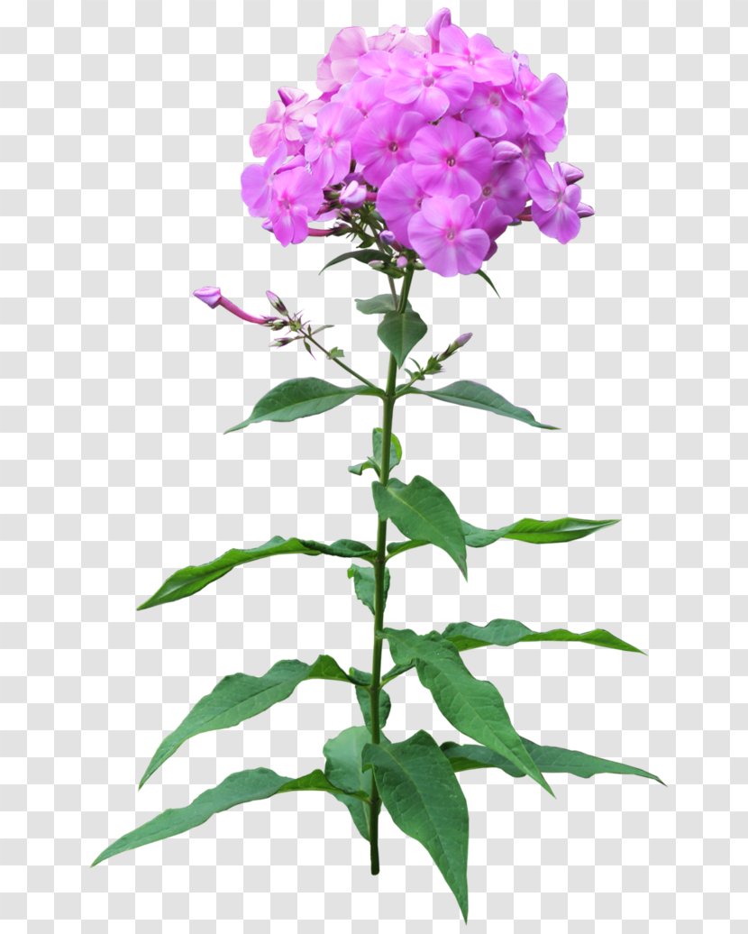 Phlox Flower Pruning Perennial Plant - Stem Transparent PNG