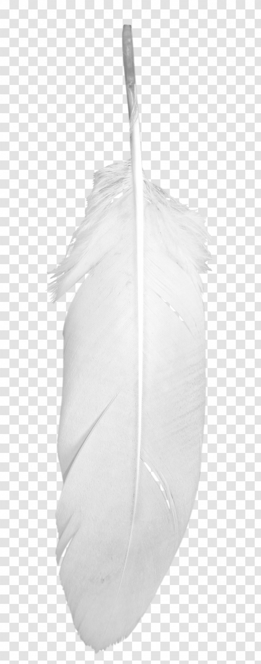 White Feather Euclidean Vector - Monochrome - Beautiful Feathers Transparent PNG