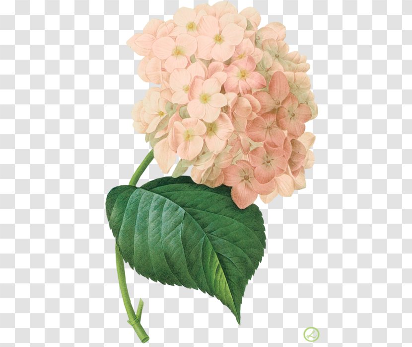 French Hydrangea Botanical Illustration Botany Printmaking Canvas Print - Painting Transparent PNG