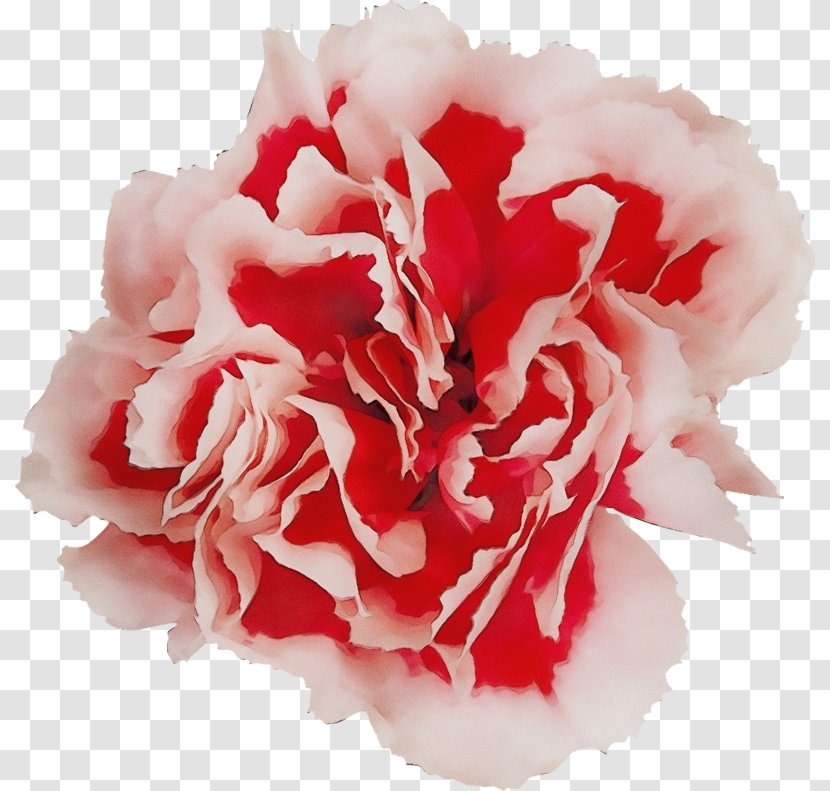 Carnation Flower Petal Pink Plant - Chinese Peony Transparent PNG
