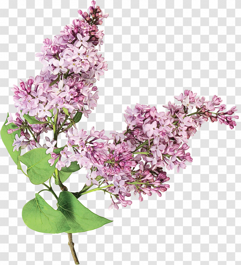 Flower Lilac Plant Lilac Purple Transparent PNG
