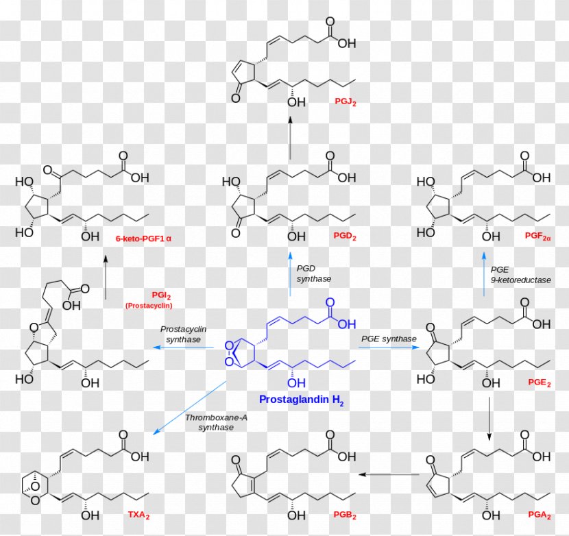 Prostanoid Prostaglandin H2 Chemical Synthesis Prostacyclin - Synthase Transparent PNG