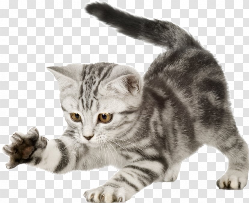 British Shorthair Kitten Puppy Dog Wildcat - American - Cats Transparent PNG