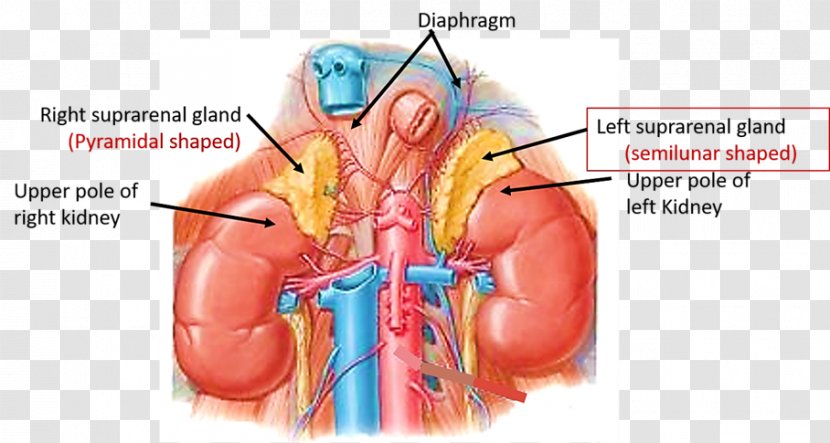 Kidney Suprarenal Veins Renal Artery Adrenal Gland - Flower - Cartoon Transparent PNG