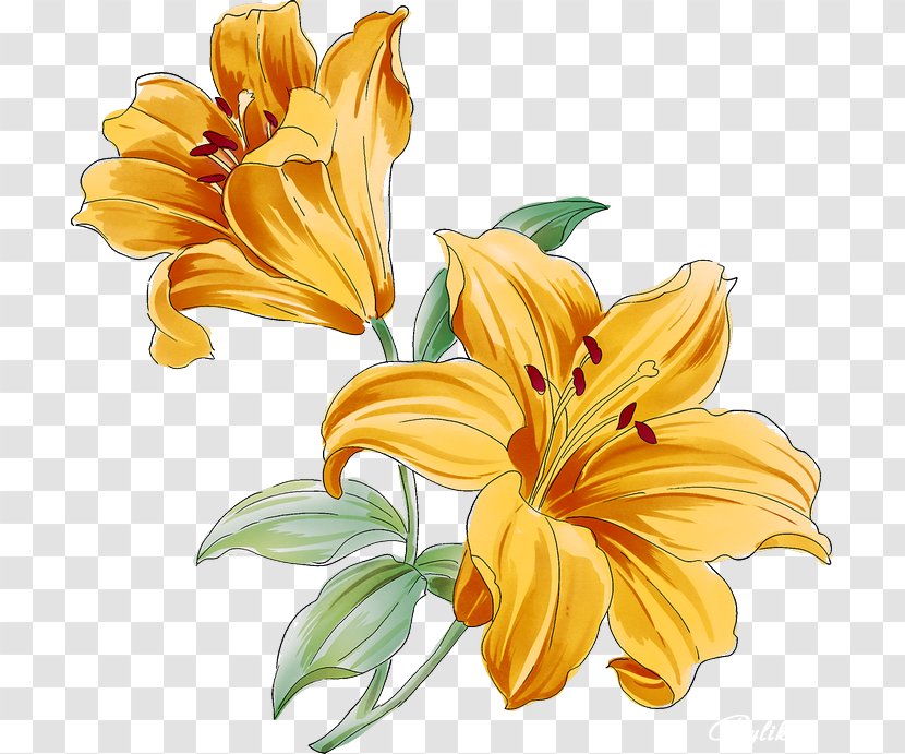 Clip Art Desktop Wallpaper Flower Floral Design - Daylily Transparent PNG