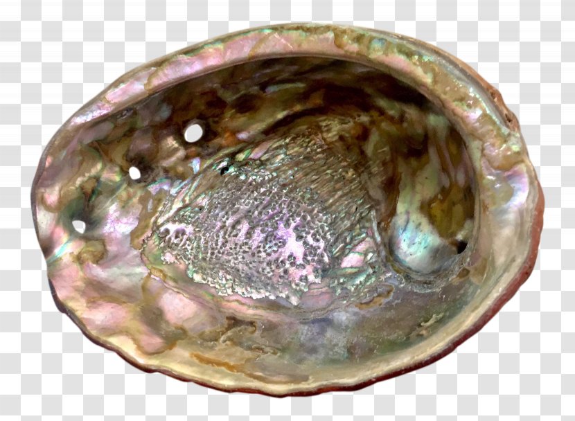 Clam Abalone - Organism - Animal Source Foods Transparent PNG