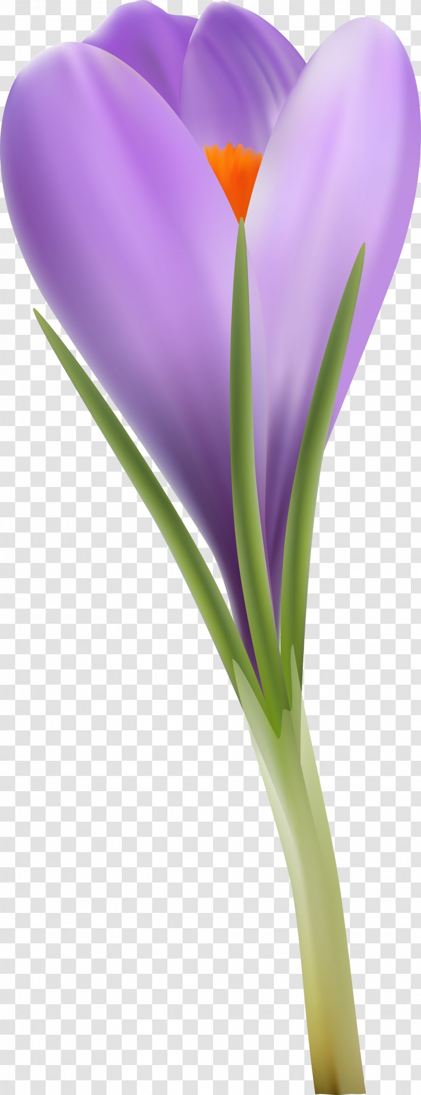 Crocus Close-up Plant Stem - Violet Transparent PNG