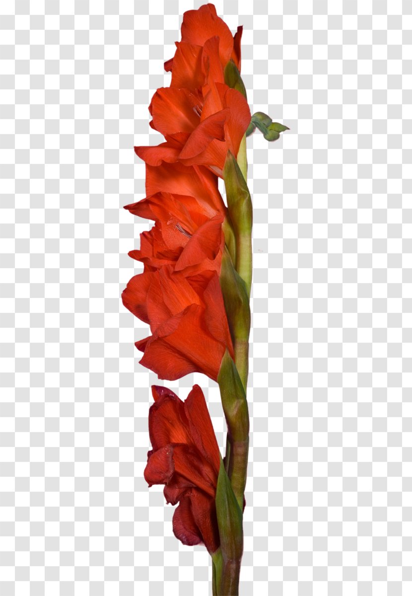 Gladiolus Cut Flowers Plant Stem Clip Art - Flowering Transparent PNG