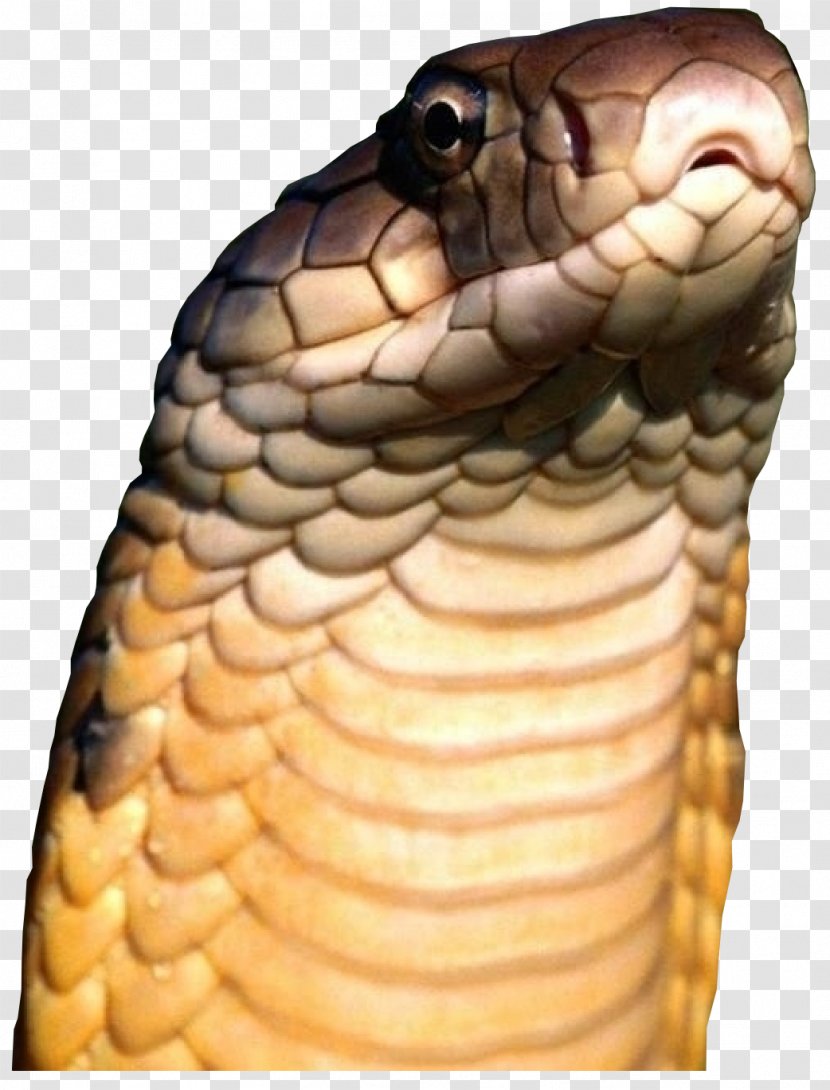 Venomous Snake Reptile King Cobra - Scaled Transparent PNG