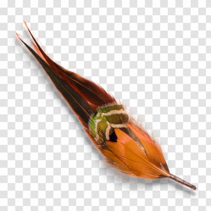 Animal Source Foods - Chicken Feather Transparent PNG