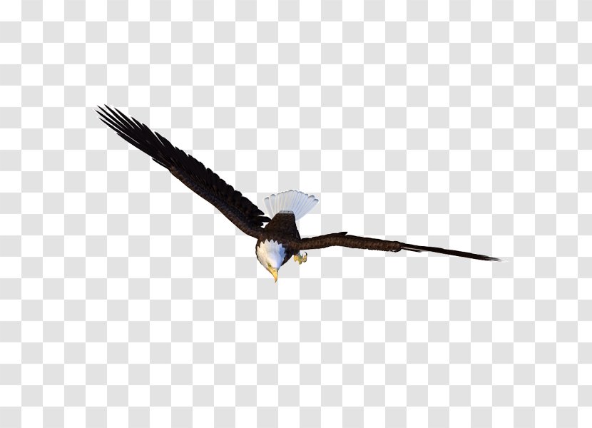 Bird Eagle Light - Wing Transparent PNG