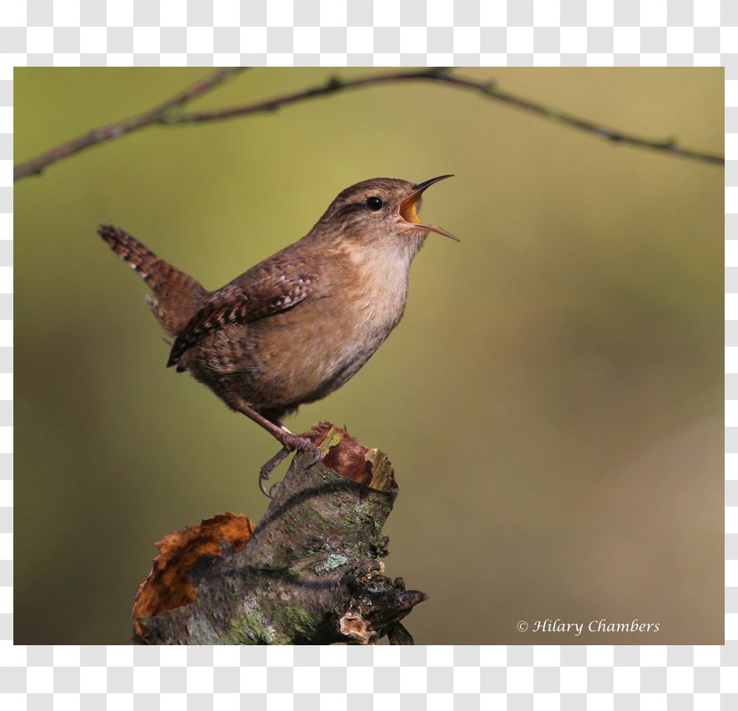 Ortolan Bunting Finch Wren Sparrow Common Nightingale - Feather - Hulary Poster Transparent PNG