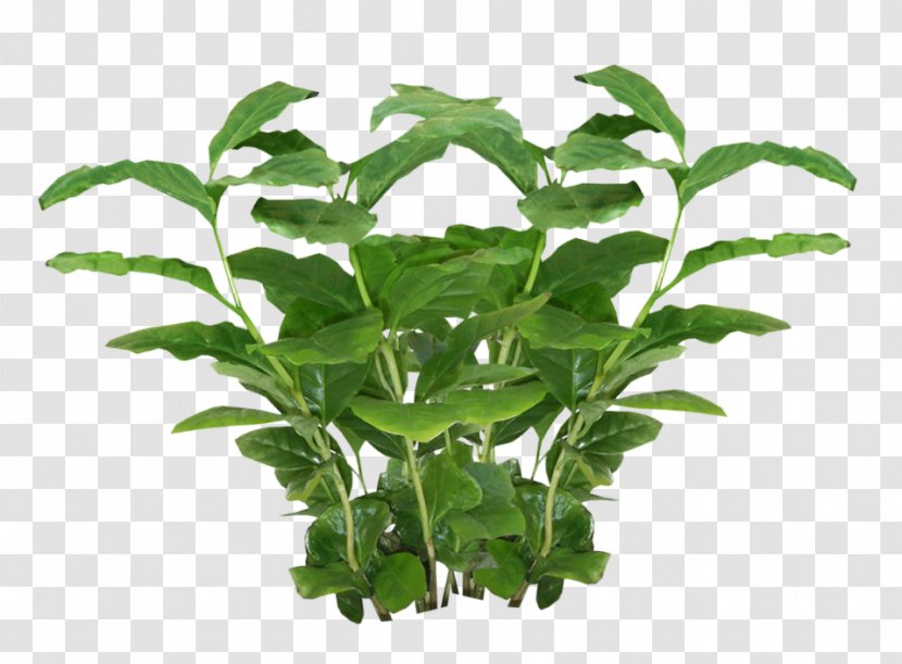 Plant Texture Mapping Alpha - Shrub - Plants Picture Transparent PNG