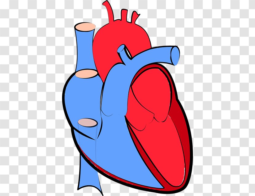 Heart Failure Hemodynamics Cardiology Artery - Tree - Cliparts Transparent PNG