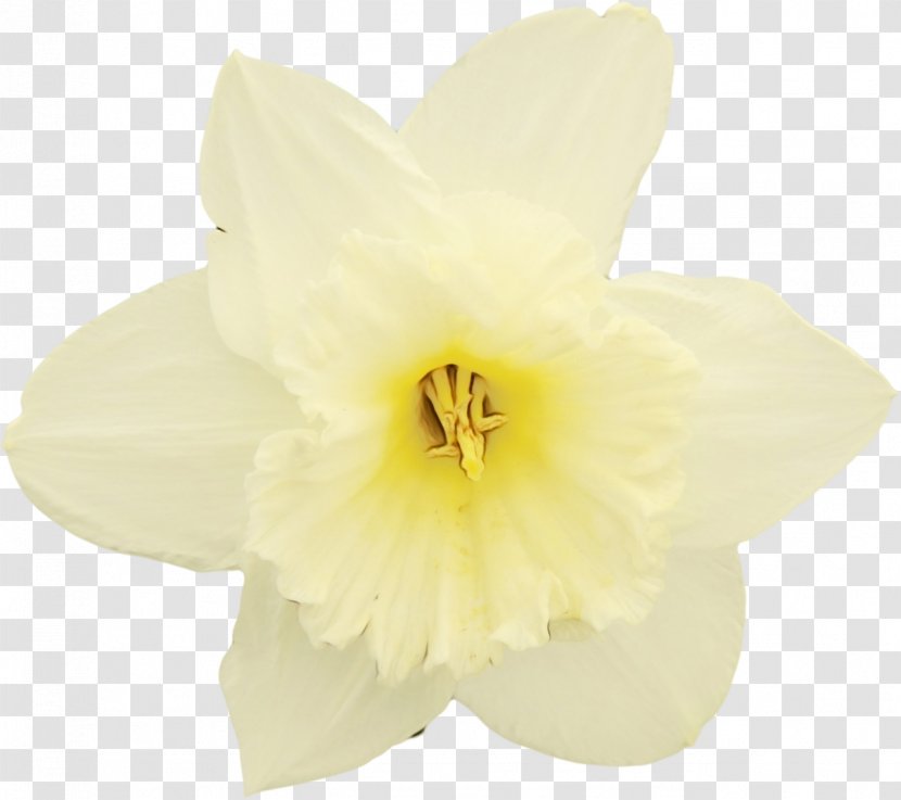 White Flower Yellow Petal Plant - Paint - Hippeastrum Amaryllis Belladonna Transparent PNG