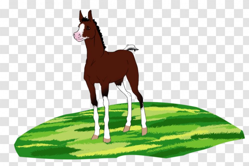 Foal Mare Mustang Stallion Colt Transparent PNG