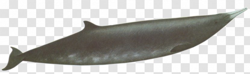 Dolphin Porpoise - Risso's Transparent PNG