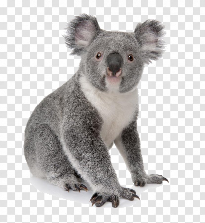 Koala Australia Bear Cuteness Animal - Kangaroo - Daze Transparent PNG
