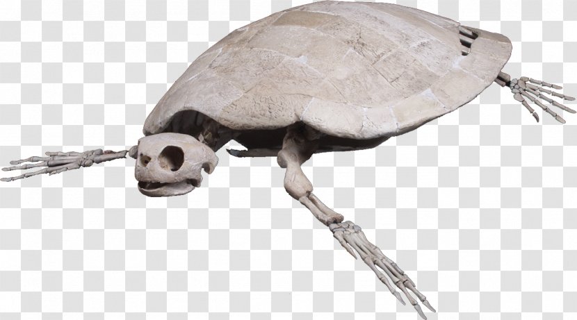 Loggerhead Sea Turtle Reptile Skeleton - Skull Transparent PNG