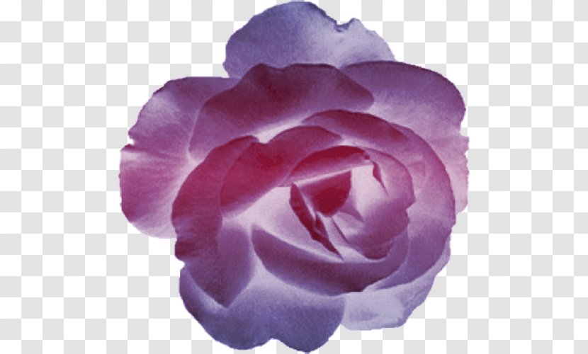 Garden Roses Cabbage Rose Floribunda Cut Flowers Petal - Chinese Cuisine - Traditional Culture Transparent PNG