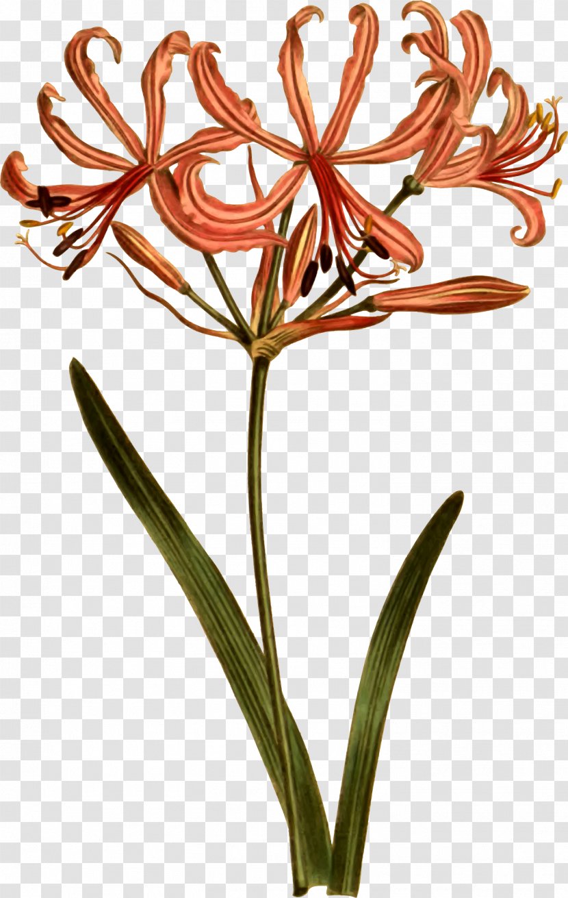 Curtis's Botanical Magazine Botany Illustration Amaryllis Flora - Cut Flowers - Hippeastrum Transparent PNG
