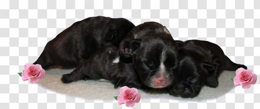 Dog Breed Puppy Spaniel Sporting Group - French Bull Transparent PNG