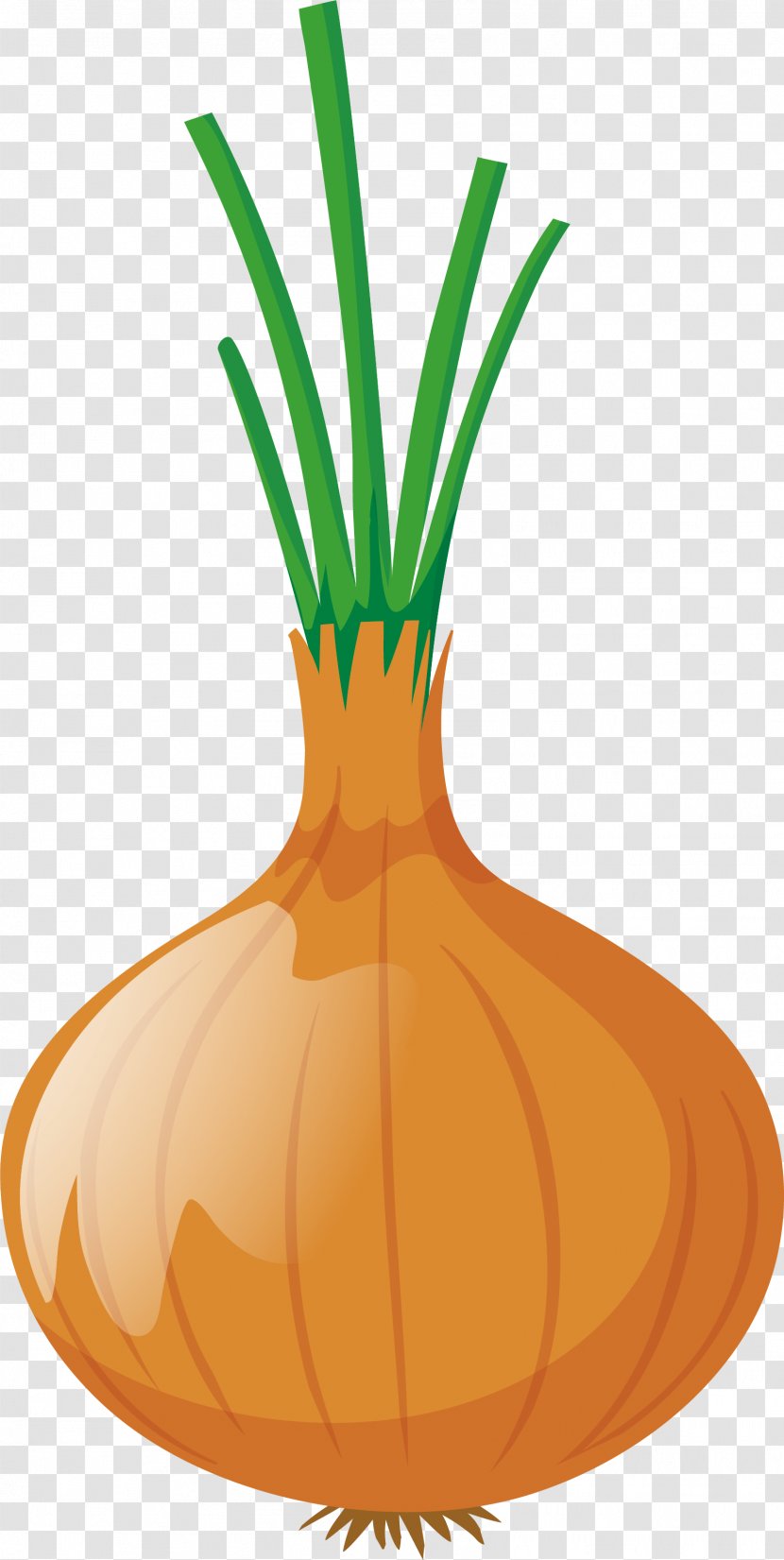 Onion Euclidean Vector Clip Art - Allium Fistulosum - An Transparent PNG