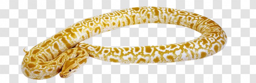Snakes Reptile Vipers Cobra - Centerblog - Anaconda Transparent PNG