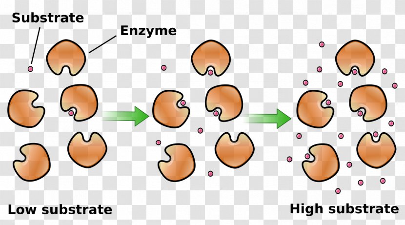 Enzyme Kinetics Catalysis Substrate Chemical - Reaction Inhibitor Transparent PNG