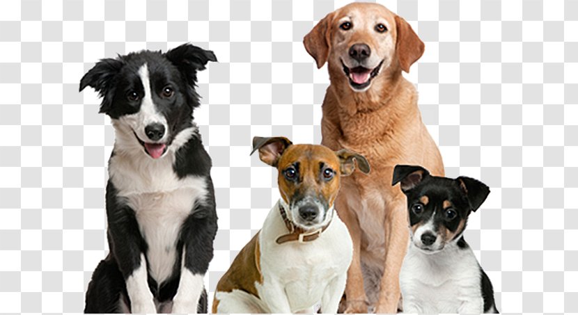 Dog Pet Sitting Puppy Cat - Breed Group Transparent PNG