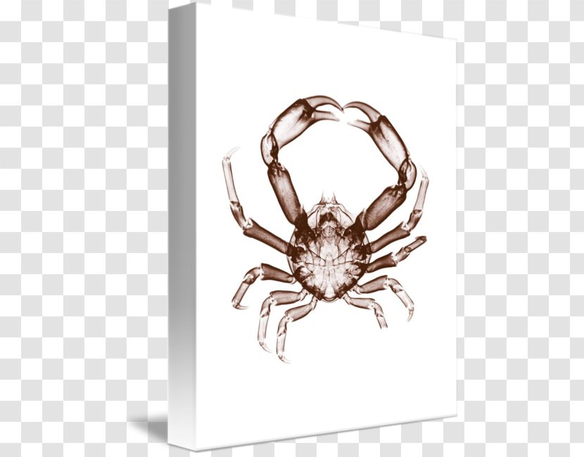 Crab Gallery Wrap Arthropod Canvas Body Jewellery - In Kind Transparent PNG