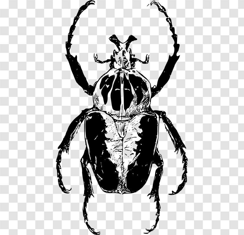 Atlas Beetle Goliathus Ladybird Clip Art - Monochrome Photography - Titan Transparent PNG