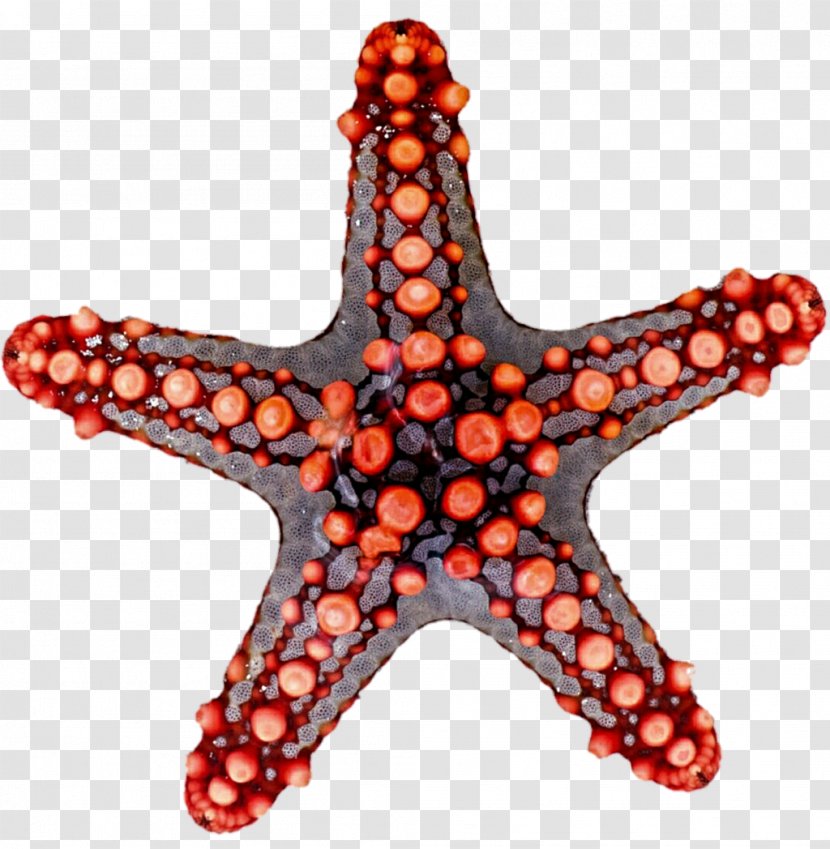 Starfish Rotational Symmetry Reflection Clip Art - Rotation - Grey Cliparts Transparent PNG