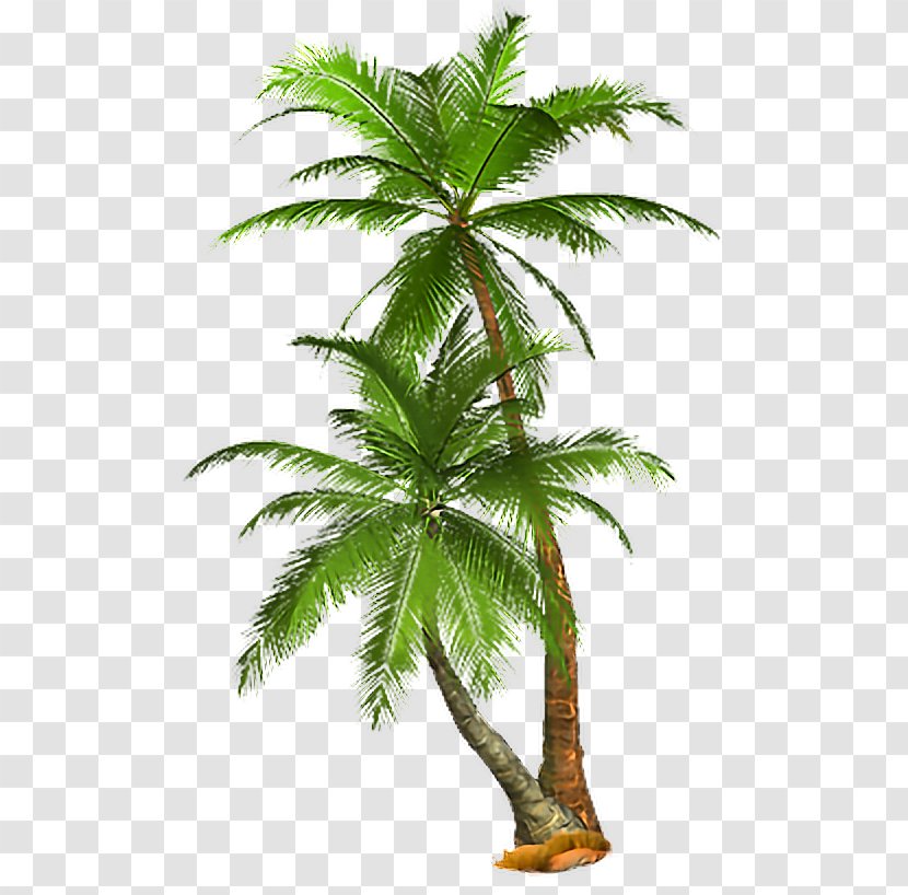 Palm Trees Image Clip Art Desktop Wallpaper - Vascular Plant - Summer Graduation Transparent PNG