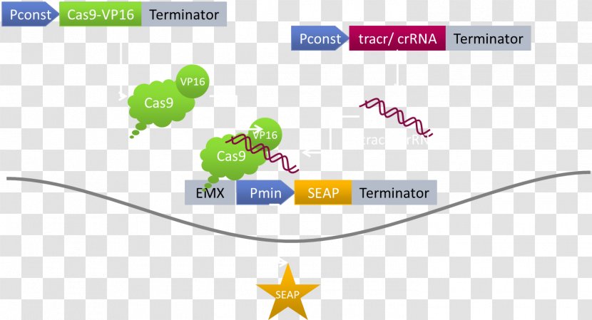 DCas9 Activation System Herpes Simplex Virus Protein Vmw65 CRISPR - Diagram - Traffic Light Transparent PNG