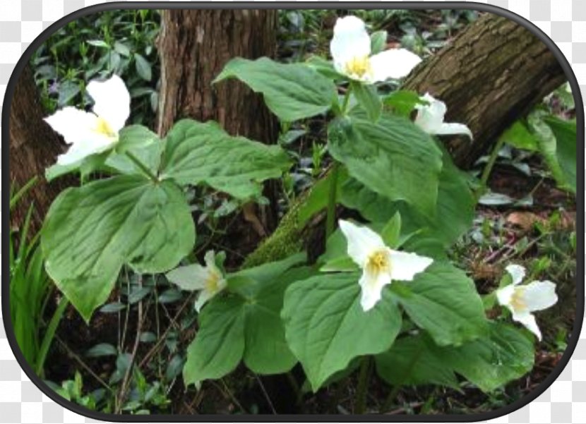 Western Trillium Herb Groundcover Flowering Plant - Birthroots Transparent PNG