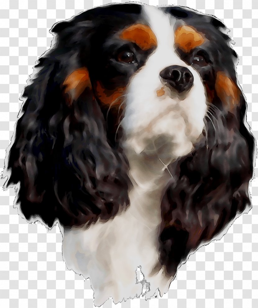 Cavalier King Charles Spaniel Dog Breed Companion - Mammal - Cocker Transparent PNG