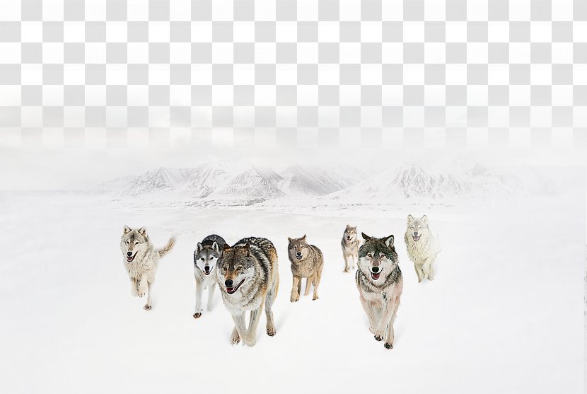 Gray Wolf Hunting Culture Tiger Competition - Siberian Husky Transparent PNG
