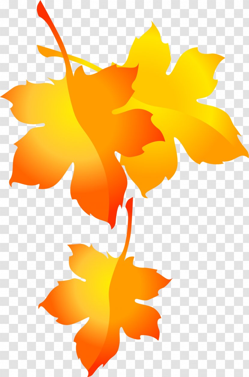 Maple Leaf Clip Art - Designer - Hand-painted Pattern Transparent PNG