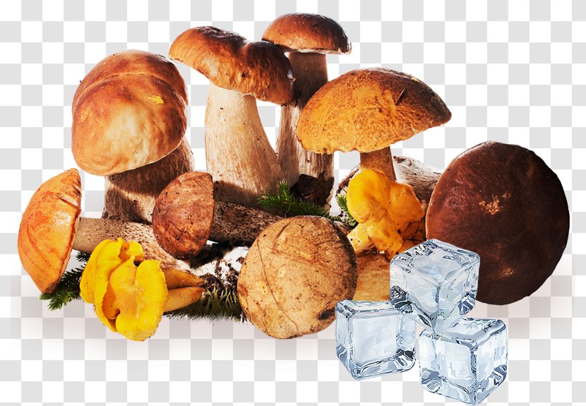 Edible Mushroom Fungus Brown Cap Boletus Aspen Transparent PNG