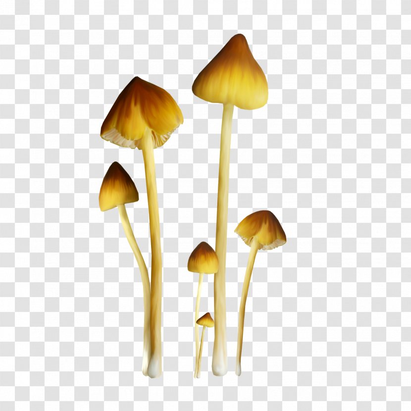 Fungus Edible Mushroom Pleurotus Eryngii Clip Art - Shiitake Transparent PNG