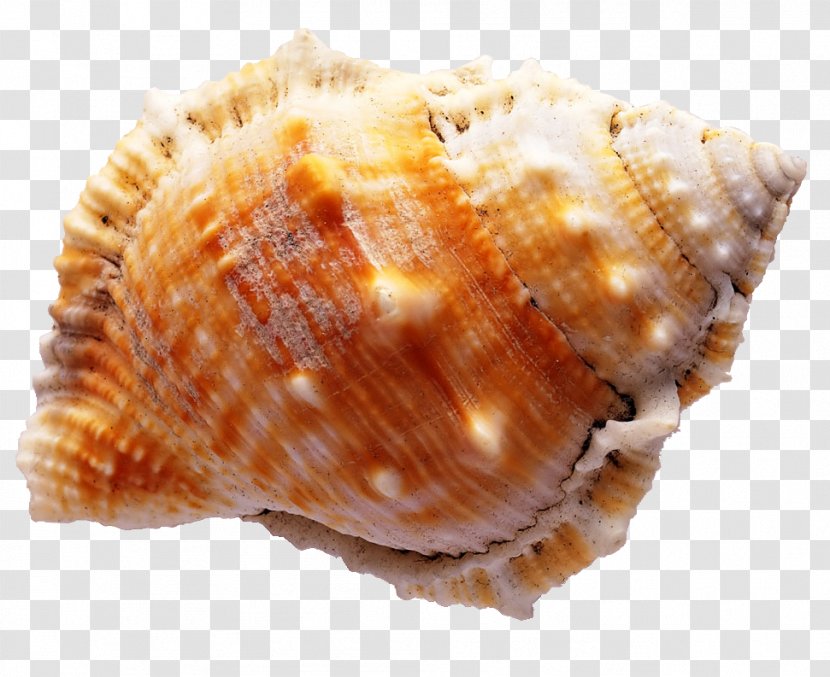 Diamant Koninkrijk Seashell Sea Snail Wallpaper - Conch Transparent PNG