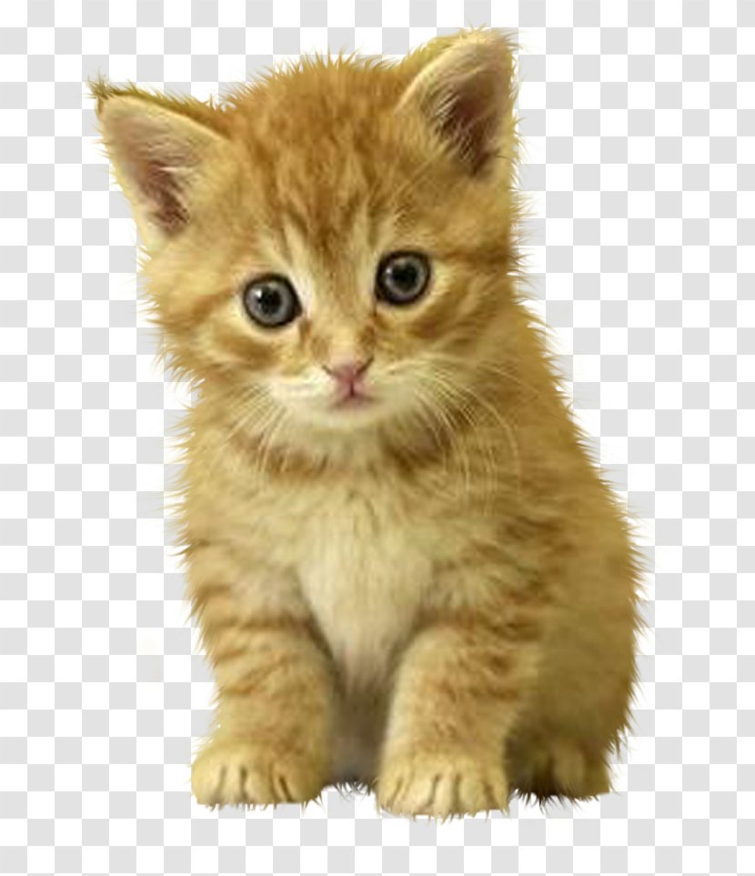 Kitten Ragdoll Dog Puppy Cuteness - Fauna Transparent PNG