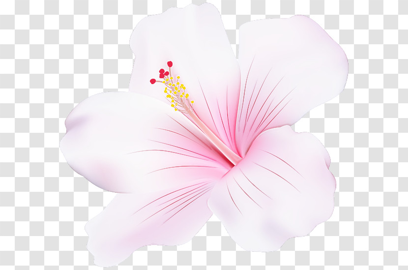 Hibiscus Pink Petal Chinese Hibiscus Hawaiian Hibiscus Transparent PNG