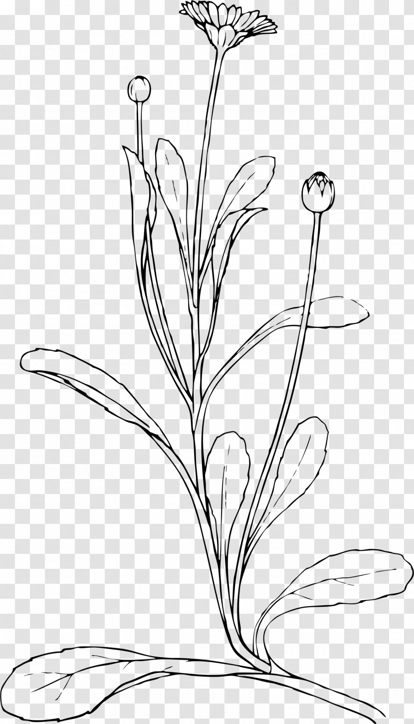 Drawing Line Art Common Daisy Clip - Monochrome Photography - Plant Transparent PNG
